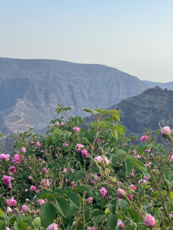 Bild 1 von 5: Der Jebel Akhdar, arabisch \