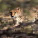 Welt der Tiere