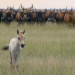 Theos Tierwelt