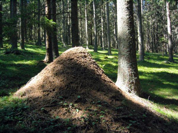 Bild 1 von 10: Im Bild: Ameisenberg im Wald.