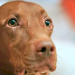 Einfach clever: Wie Tiere denken
