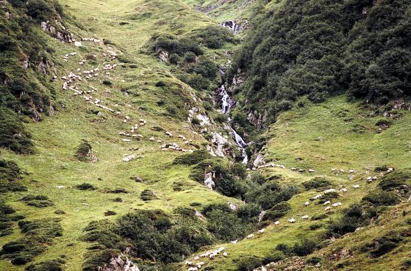 Bild 1 von 4: Schafherde im Fagaras Gebirge