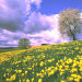 Die Wiese