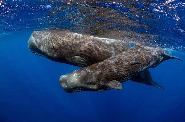 Bild 1 von 5: Babysitten auf Pottwalart: Während die Familie in der Tiefe auf Jagd geht, passt eines der Weibchen an der Meeresoberfläche auf das Jungtier auf.