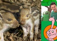 Die Sendung mit dem Elefanten