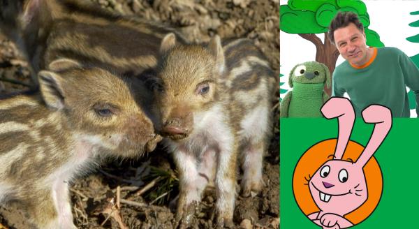 Bild 1 von 2: Wieso Wildschwein-Babys Streifen haben und was sie im Wald am liebsten machen, zeigen die elefantastischen Geschichten.