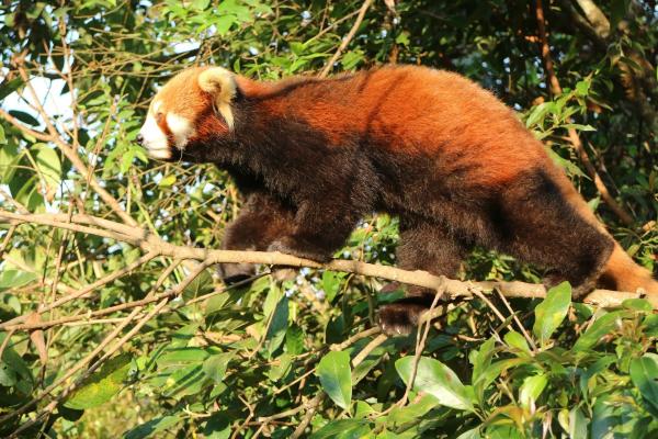 Bild 1 von 3: Der Kleine Panda lebt an den Hängen des Himalaya und frisst am liebsten Bambus.