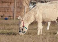 Entenfellners Tier-Welt