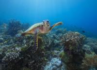 Das Korallendreieck - Ein magischer Kreislauf