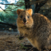 Rottnest Island: Im Reich der Quokkas