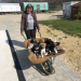 Haustier sucht Herz