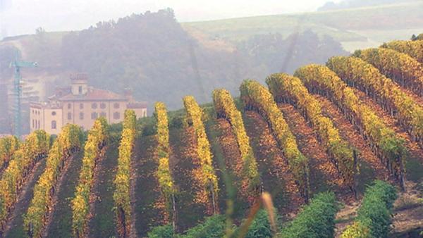 Bild 1 von 1: Im Bild: Weingarten.