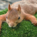 Die verrückte Welt der Hörnchen
