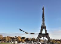 Paris - Stadt der Tiere