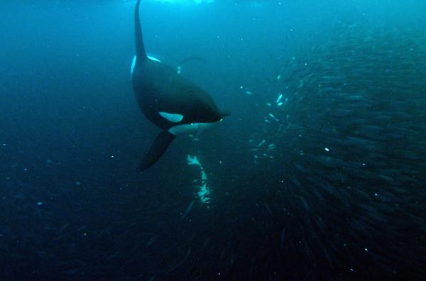 Bild 1 von 6: Orcas bei der Heringjagd