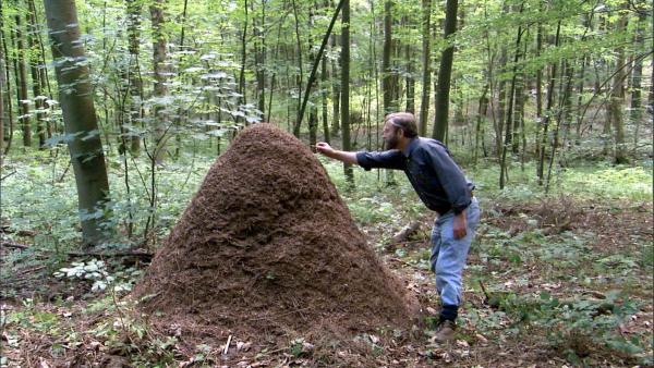Bild 1 von 11: Im Bild: Ameisenberg im Wald.