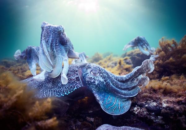 Bild 1 von 9: Riesensepien, eine Tintenfischart, bei der Paarung.