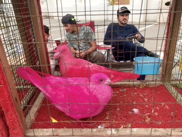 Bild 1 von 18: Im Bild: Vogelmarkt Schardscha.