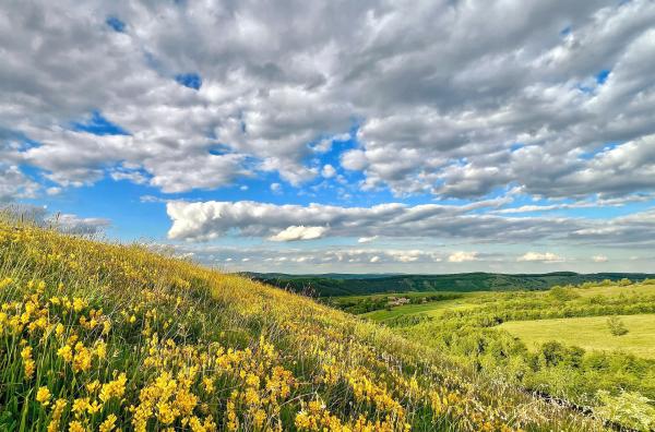 Bild 1 von 6: Auf den rumänischen Wiesen wächst eine Pflanze, die Jan Haft und sein Filmteam in Deutschland und Österreich vergeblich gesucht haben: der Regensburger Ginster, der den Raupen als Futterpflanze dient.