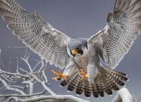 Gefährliche Wildnis