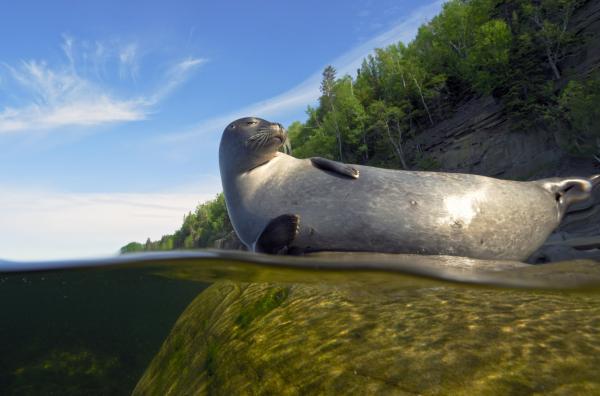 Bild 1 von 3: Der Alltag der Seehunde spielt sich zwischen dem Festland und dem Meer ab. Unter Wasser jagen sie, während sie an Land auf Steinen schlafen und entspannen.