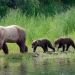 Tierische Familienbande