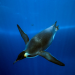 Die Reise der Pinguine 2