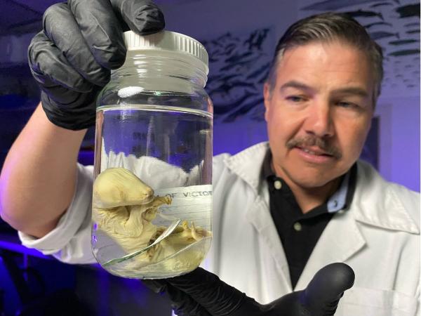 Bild 1 von 7: Aus diesem konservierten Embryo gewinnt Prof. Andrew Pask von der Universität Melbourne wichtige Genbausteine für den Beutelwolf.