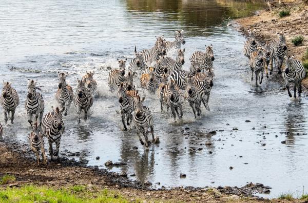 Bild 1 von 4: Mit dem Abzug der Zebraherden beginnt in der Masai Mara die Regenzeit: Flüsse schwellen an und Überschwemmungen prägen nun die sonst trockene Savanne.