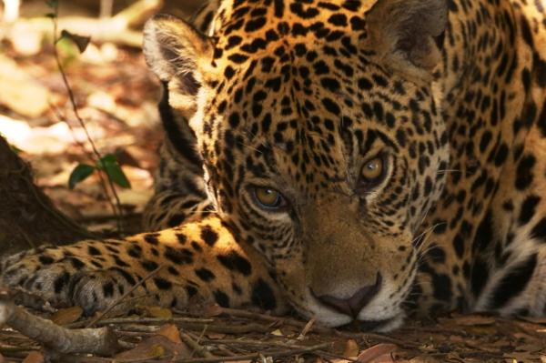 Bild 1 von 26: Im Bild: In jedem Gebiet gibt es einen Top-Jäger. Im Pantanal nimmt diesen Platz der Jaguar ein. Die Raubkatze jagt meistens Wasserschweine, manchmal erbeutet sie aber auch einen Kaiman.