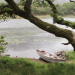 Shannon River - Ein Fluss wie ein Gedicht
