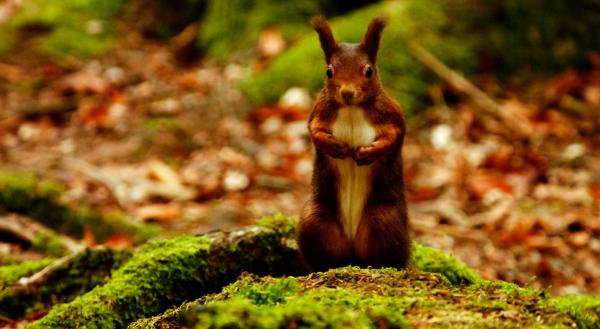 Bild 1 von 4: Eichhörnchen im Herbstwald.