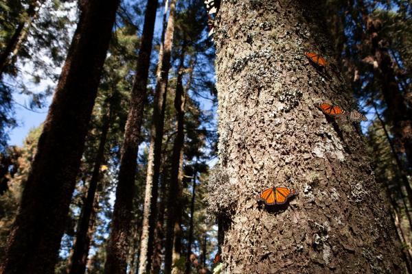 Bild 1 von 15: Mexiko: Monarchfalter klettern nach einem Sturm mühsam nach oben, auf dem Boden würden sie nachts erfrieren.