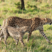 Kenia - Dem Regen hinterher