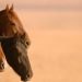 Free Spirit - Mustangs in Gefahr