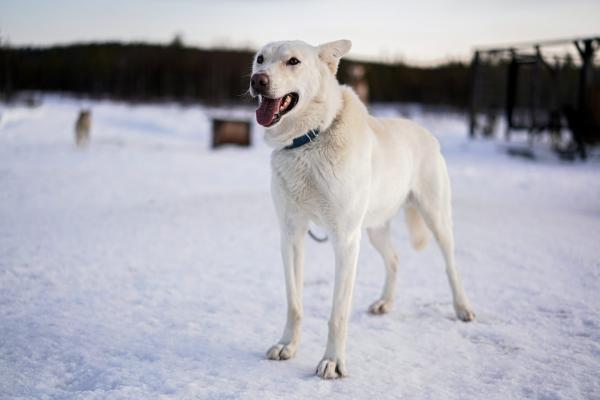 Bild 1 von 4: «Bure», einer der Huskys von Juho Ylipiessa