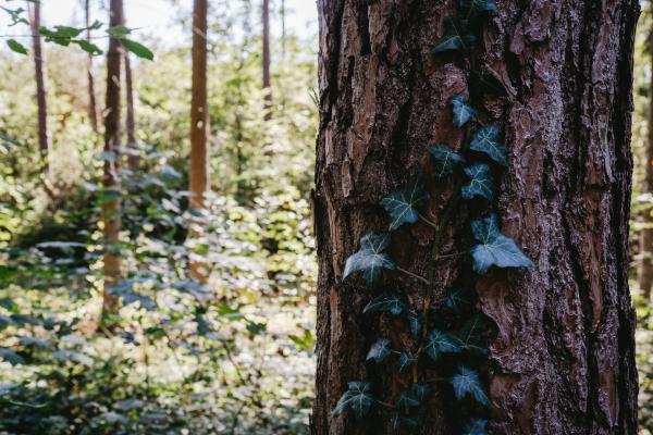 Bild 1 von 8: Der Efeu ist immergrün und kann mehrere hundert Jahre alt werden. Mit Hilfe von Haftwurzeln klettert er an Mauern und Bäumen hinauf, bis in eine Höhe von 20 Metern.
