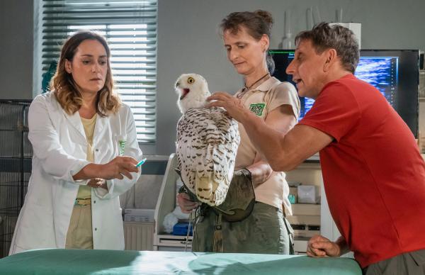 Bild 1 von 3: Während Conny Weidner (Thorsten Wolf, rechts) und seine Kollegin (Komparsin, Mitte) keine Berührungsängste haben, ist Cheftierärztin Dr. Elif Å?ahin (Neshe Demir, links) skeptisch: Schneeeulen sind Raubvögel und gefährlich.