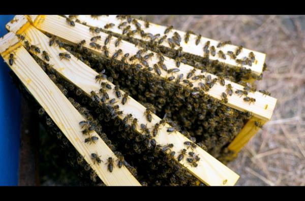 Bild 1 von 4: Carlo kommt in den Park Nebrodi, um nach seinen Sizilianischen Bienen zu sehen.