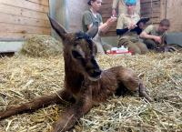 Seelöwe & Co. - tierisch beliebt