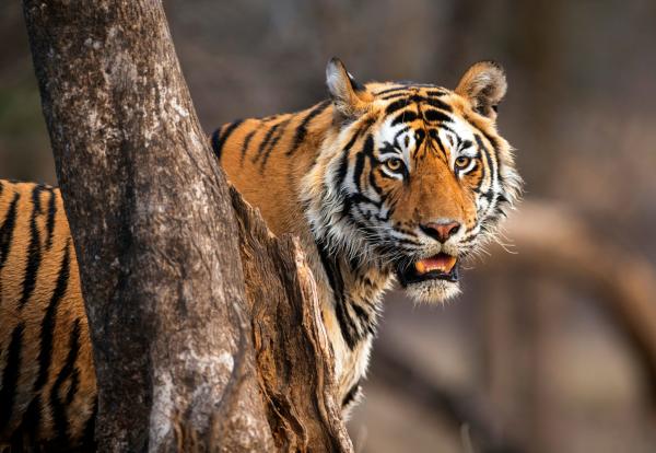 Bild 1 von 15: Tiger sind die größten Raubkatzen der Welt und waren in vielen Wäldern Asiens einst weit verbreitet.