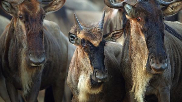 Bild 1 von 10: Gnus wandern im Laufe eines Jahres durch die Serengeti, immer auf der Suche nach Wasser und frischem Grün.