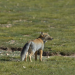 Wildes China