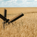 Weizen als Waffe