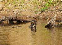 Anna und die wilden Tiere