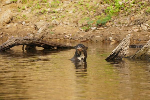 Bild 1 von 3: Typisch für Riesenotter sind ihre hellen Flecken an den Kehlen, die bei jedem Tier anders aussehen. An diesen Markierungen können Forscher die Tiere auseinanderhalten.