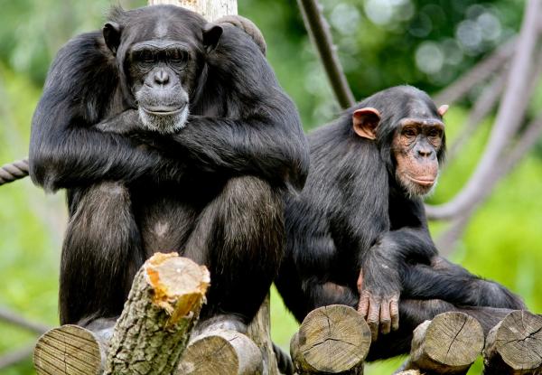 Bild 1 von 4: Die Urmutter der Zoo-Doku-Soaps \
