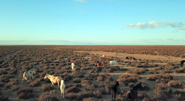 Bild 1 von 5: Im Donana-Nationalpark in Andalusien leben wilde Pferde, die Vorfahren der amerikanischen Mustangs.