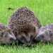 Alarm im Garten - Neues von Maulwurf und Co.
