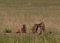 Amur - Asiens Amazonas